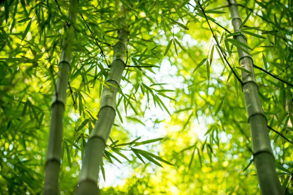 Bamboo Removal in Nuneaton