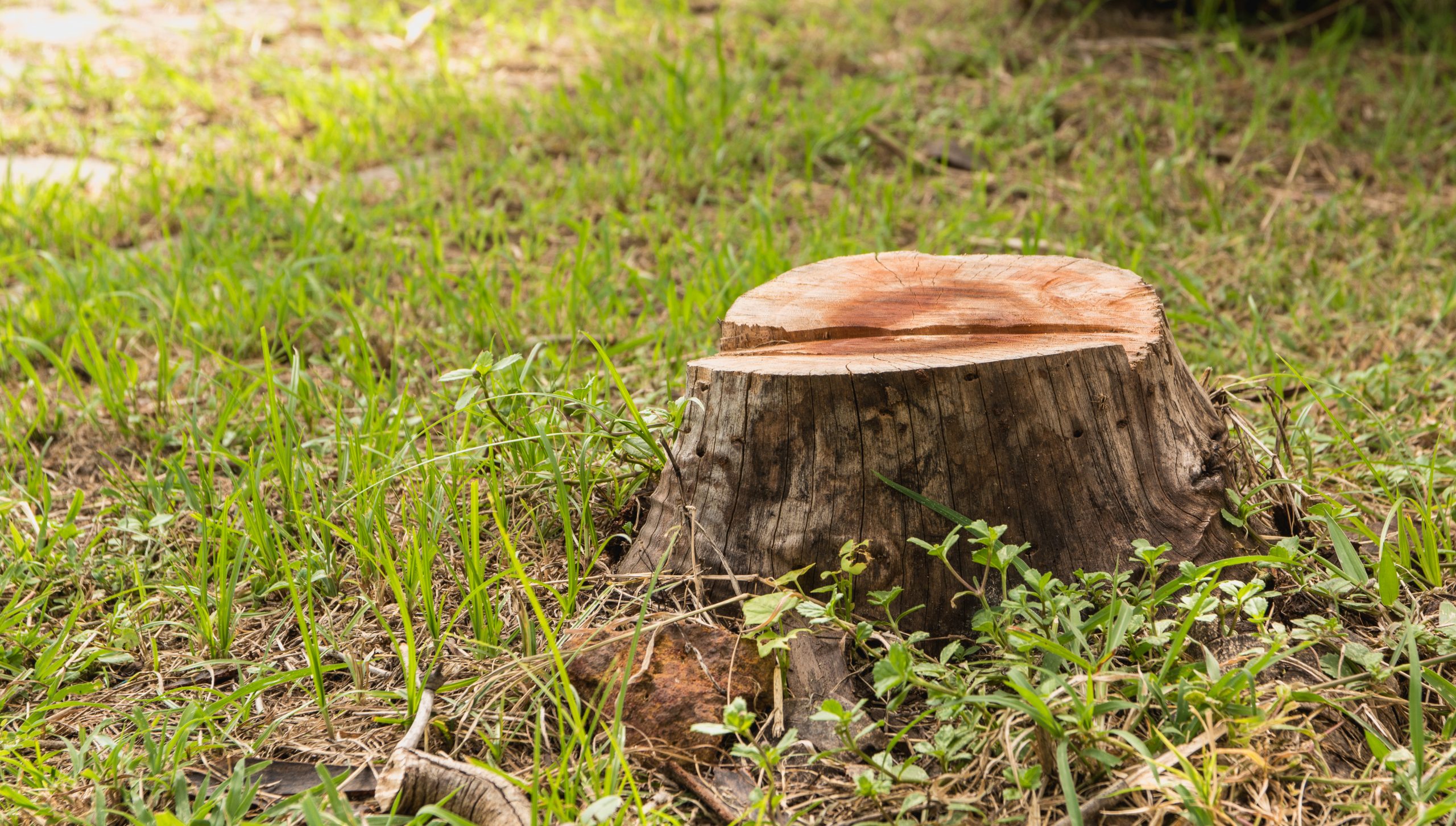 Tree Surgeon stump removal and grinding